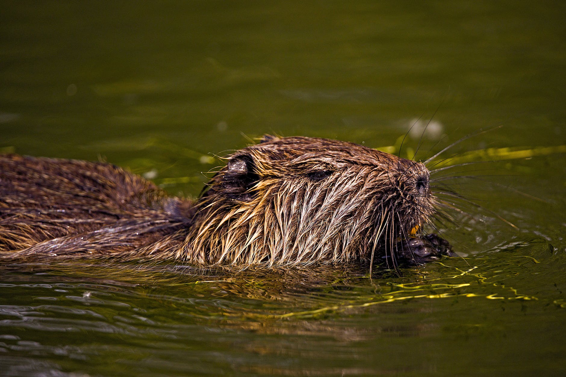 eurasian beaver swimming on the water